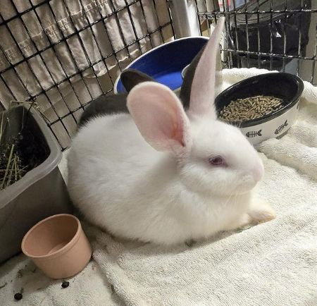 DENO - Bunny Rabbit available for adoption