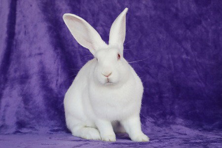 Deno, a rabbit for adoption from AVA The Rabbit Haven