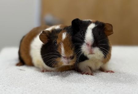 Maru & Gabby Image