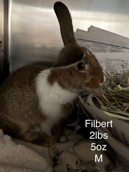Filbert Image