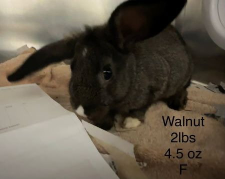Walnut