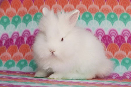 Satchi aka Angus (part of bonded pair) Image