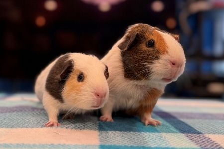 Yumi and Opie Image