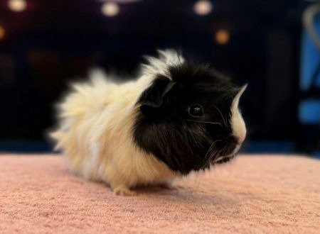 Pickles Image