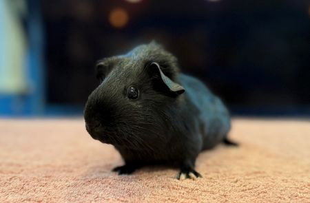 PICKLES - Guinea Pig available for adoption