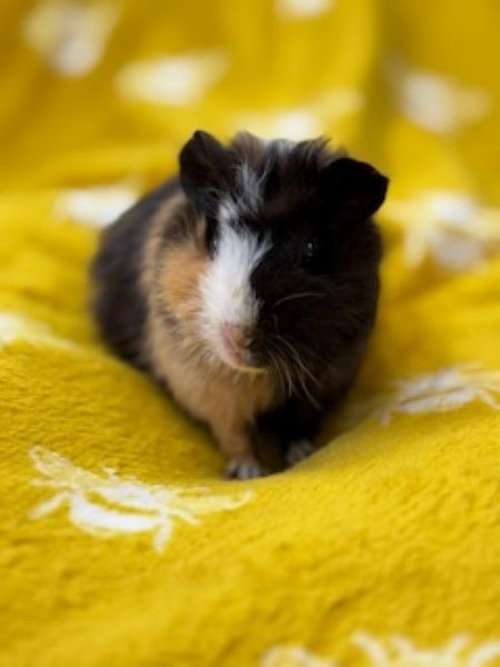 KIT KAT - Guinea Pig available for adoption