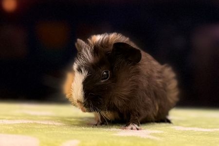KIT KAT - Guinea Pig available for adoption
