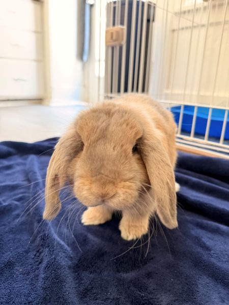 BAMBI - Lop Eared available for adoption