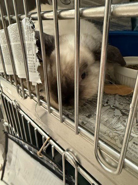 AMELIA - Himalayan available for adoption