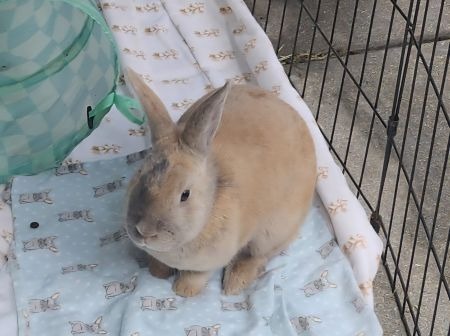 CHRYSANTHEMUM - Bunny Rabbit available for adoption