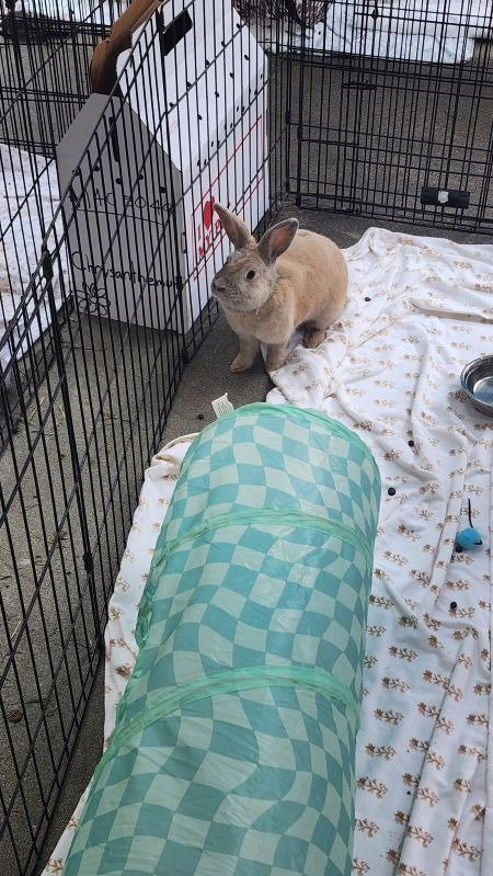 CHRYSANTHEMUM - Bunny Rabbit available for adoption