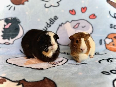 Boba & Pumpkin, a guinea pig for adoption from AVA The Rabbit Haven