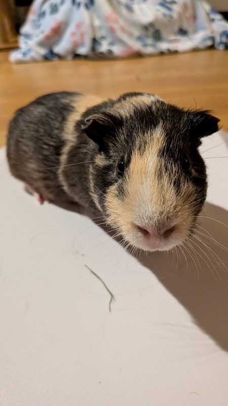 Gus Image