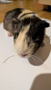 Gus - Photo 2