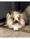 Miko - Photo 1