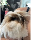 Miko - Photo 2