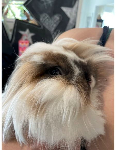 MIKO - Lionhead available for adoption