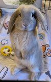 Tofu - Photo 1