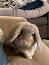 Tofu - Photo 2
