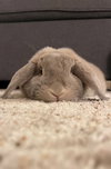 Tofu - Photo 4