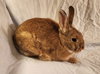 Bobbie - Photo 2