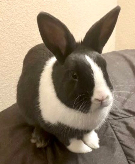Ronal, a rabbit for adoption from AVA The Rabbit Haven