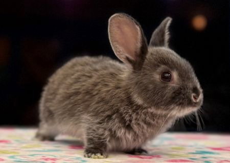 Logan Tiny baby bunny