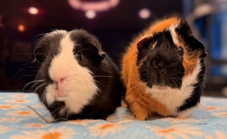 Max & Finley, a guinea pig for adoption from AVA The Rabbit Haven