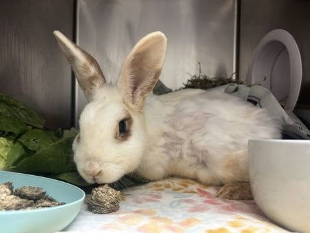 MARIPOSA - English Spot available for adoption