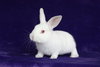 Lily (Kit) - Photo 1