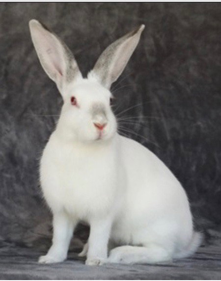 Lily, a rabbit for adoption from AVA The Rabbit Haven