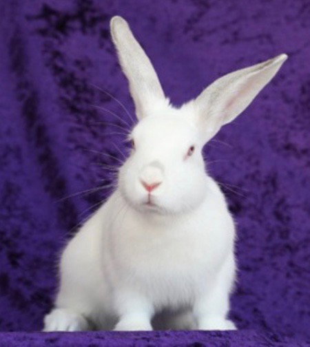 Mati, a rabbit for adoption from AVA The Rabbit Haven