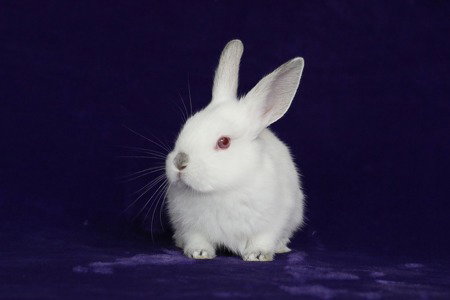 Daisy (Ari) Image
