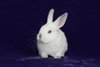 Daisy (Ari) - Photo 1