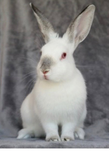 Daisy, a rabbit for adoption from AVA The Rabbit Haven