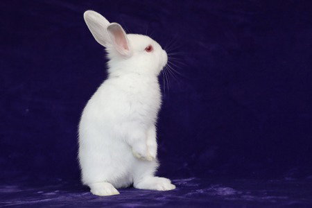 CLOVER (RIO) - Himalayan available for adoption