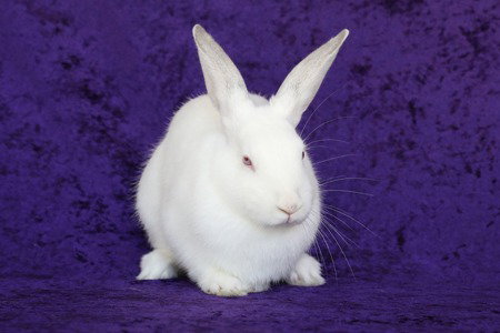 Rio, a rabbit for adoption from AVA The Rabbit Haven