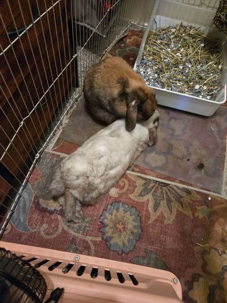 Blake & Aubrey (bonded pair)