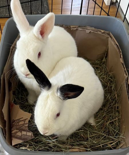 Jack & Melan (bonded pair)