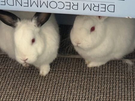 Jack & Melan (bonded pair), photo 2