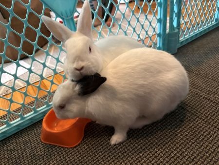 Photo 3 of Jack & Melan (bonded pair)