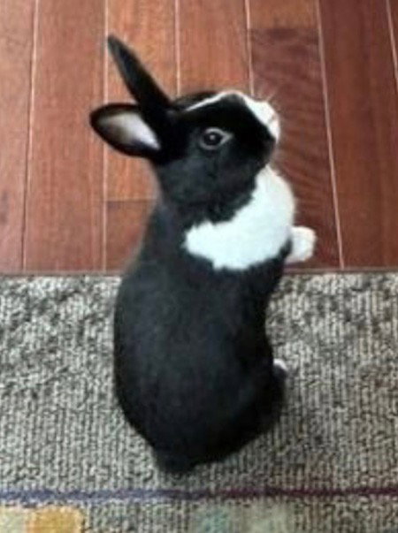 Molly, a rabbit for adoption from AVA The Rabbit Haven