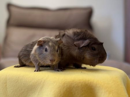 Sesame & Lila