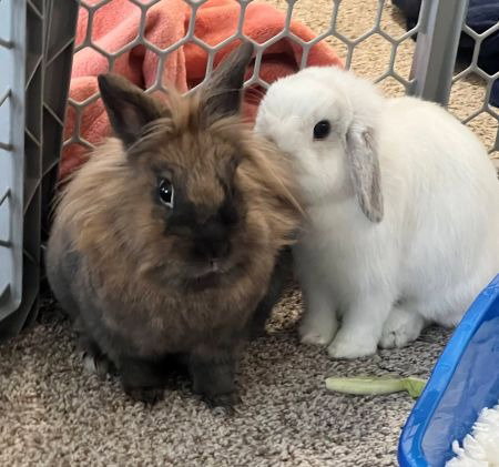 Taylen & Mochi (bonded pair.