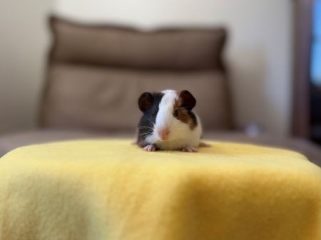 Pedro