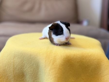 Piper