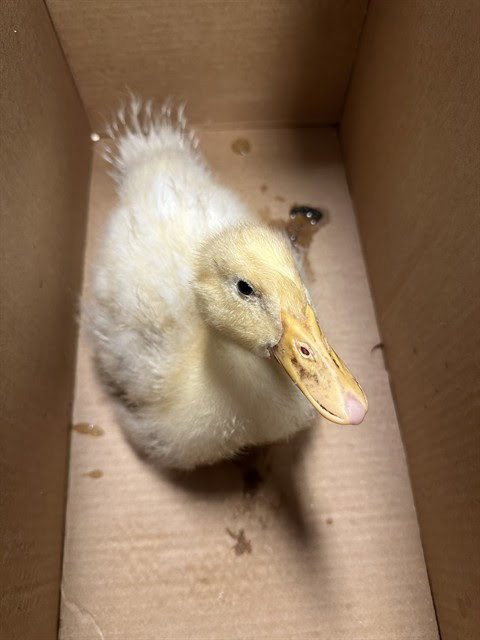 Ducky A1408074