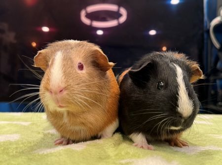 Calico & Alice