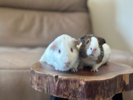 Massi & Ube photo 2