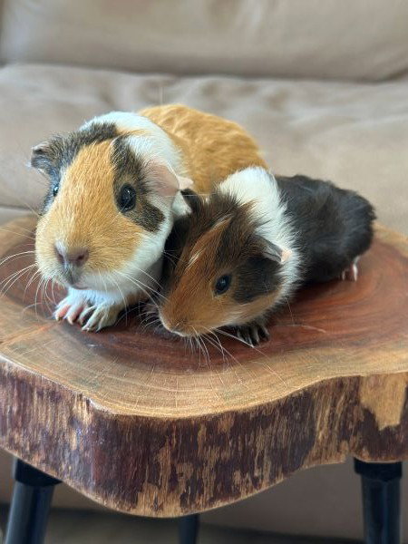 Honey Bear & Mishka